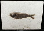 Huge Knightia Fossil Fish - inch Layer #13627-1